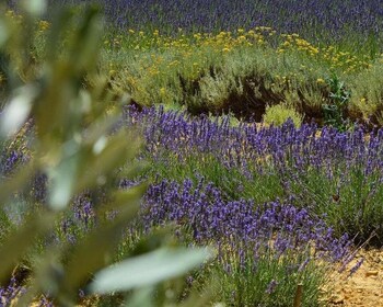 Montpellier: Journée Huile d'Olive, Vin, St Guilhem le Désert