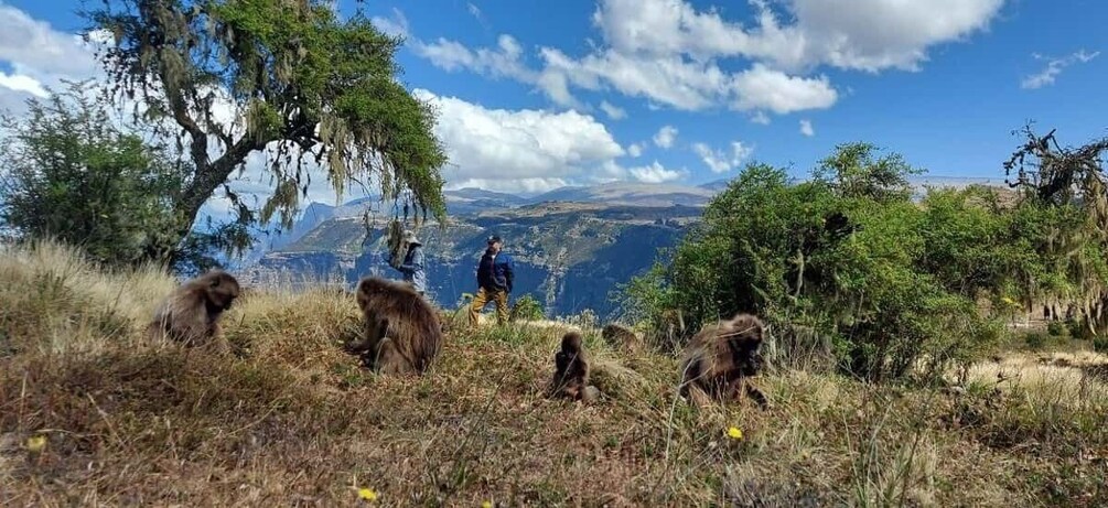 Picture 6 for Activity 3 Days Trekking & Wildlife Spotting in the Simien Mountains