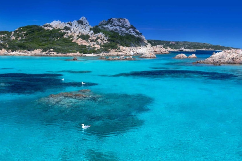 Picture 5 for Activity Boat Rental: Arcipelago di La Maddalena/Palau/Costa Smeralda