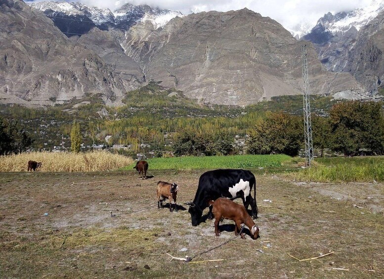 Picture 8 for Activity From Islamabad: 9-Day Colors of Hunza Valley Cultural Tour