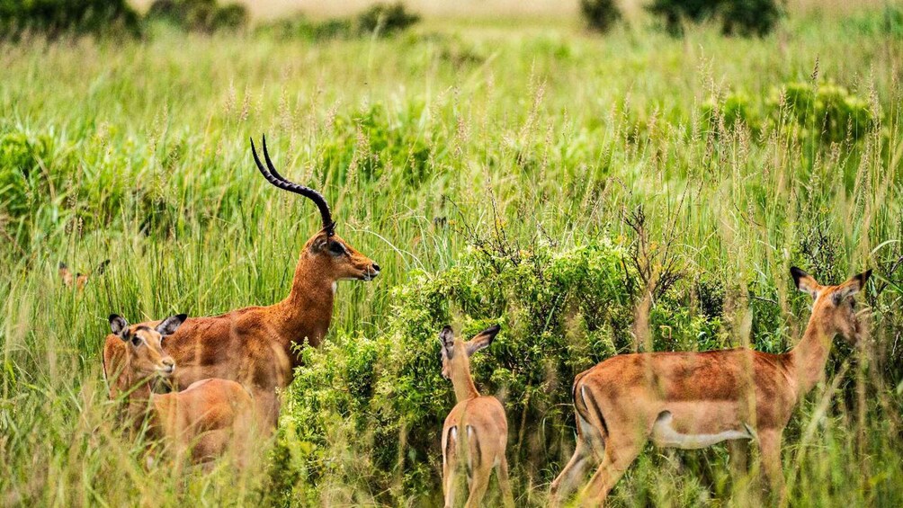 Picture 40 for Activity From Zanzibar: Mikumi Day Safari