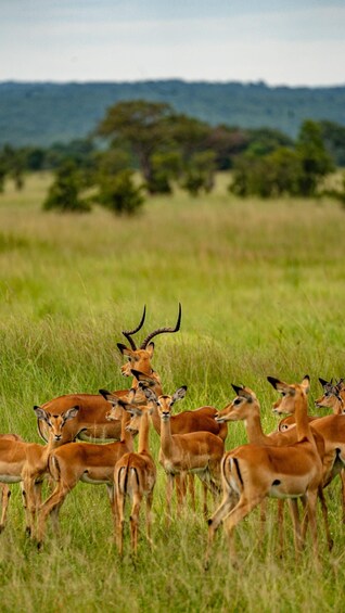 Picture 35 for Activity From Zanzibar: Mikumi Day Safari