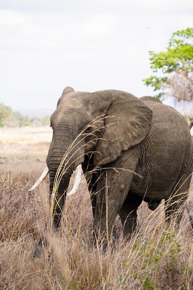 Picture 2 for Activity From Zanzibar: Mikumi Day Safari