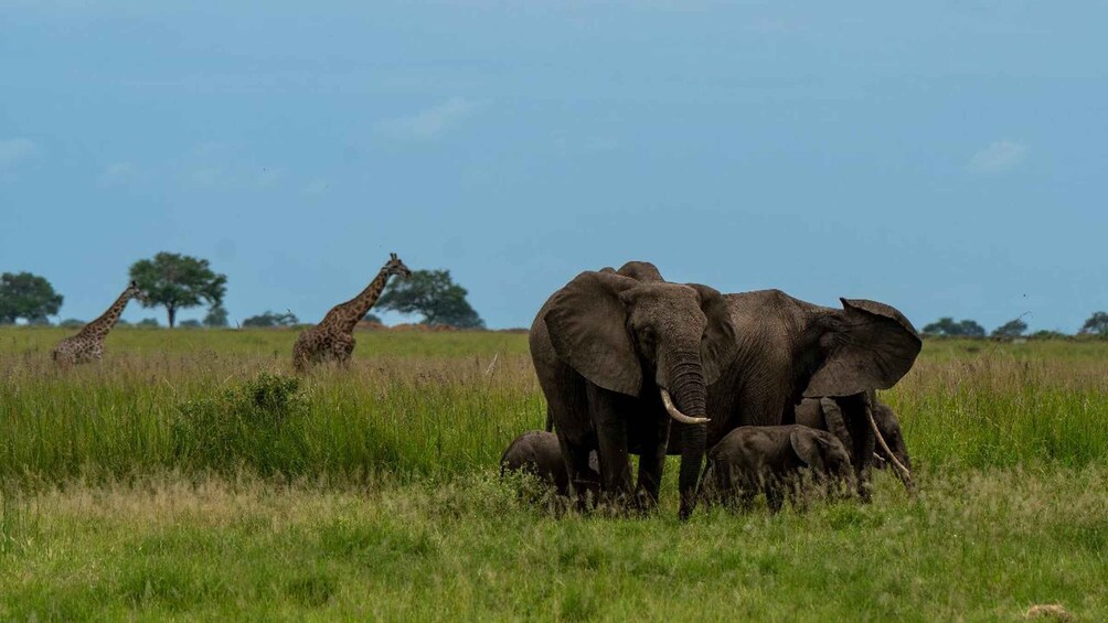 Picture 23 for Activity From Zanzibar: Mikumi Day Safari