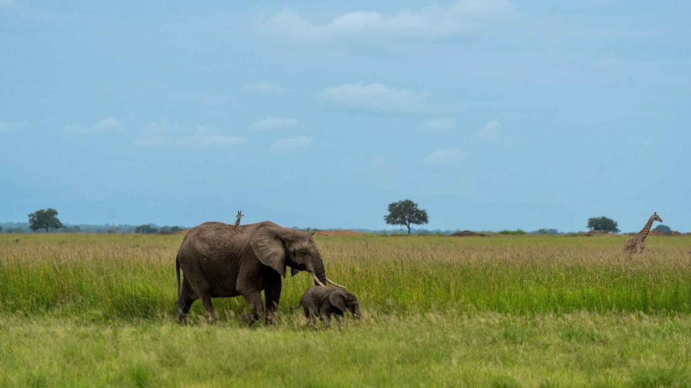 Picture 29 for Activity From Zanzibar: Mikumi Day Safari