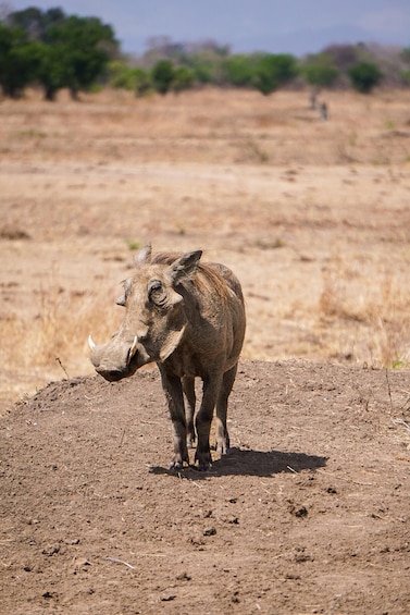 Picture 46 for Activity From Zanzibar: Mikumi Day Safari