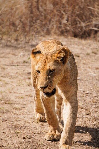 From Zanzibar: Mikumi Day Safari