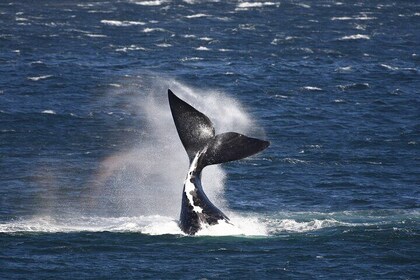 Hermanus Land based Whale Walking Tour with Dave de Beer