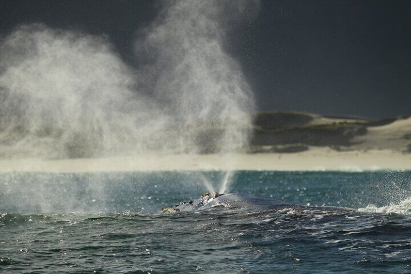 Great caption of whale exhaling