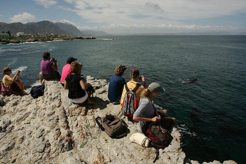 Clients enjoying the whales from the cliff tops of Hermanus