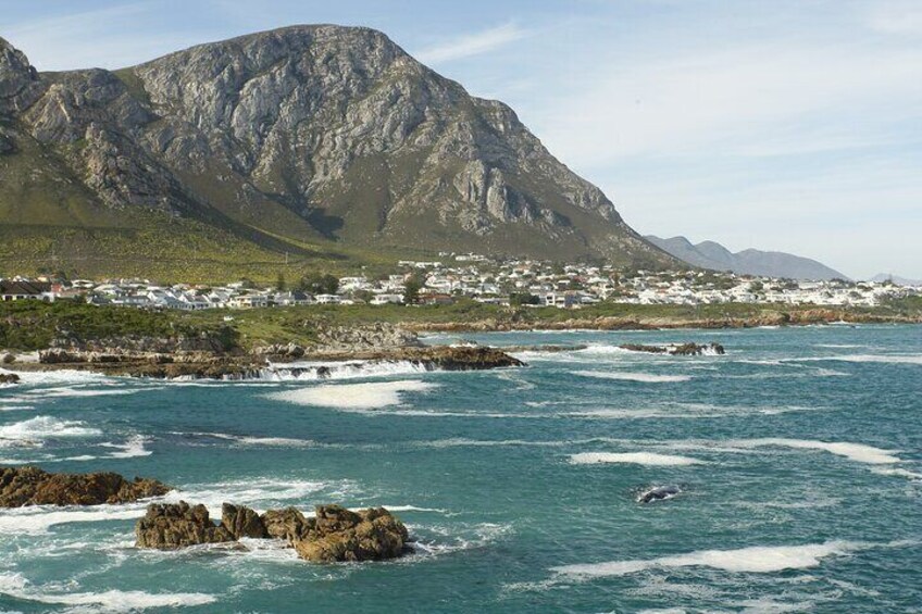 A stunning view from the cliffs of a Southern Right mother and calf.