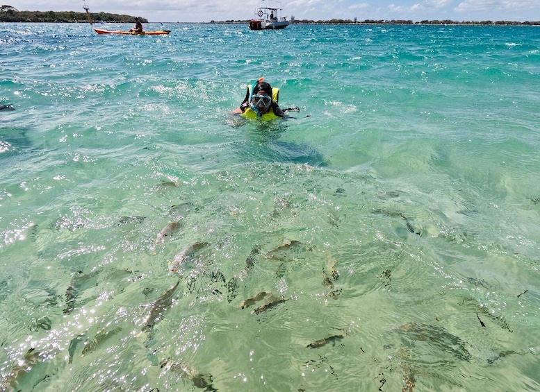 Picture 1 for Activity From Gold Coast: Kayaking & Snorkelling Tour with Breakfast