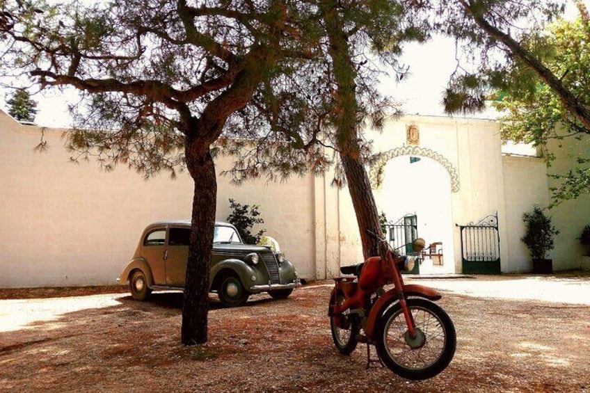 Private Tuk Tuk Tour of the Millenary Olive Groves in Ostuni