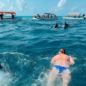 dolphin tour at mnemba island