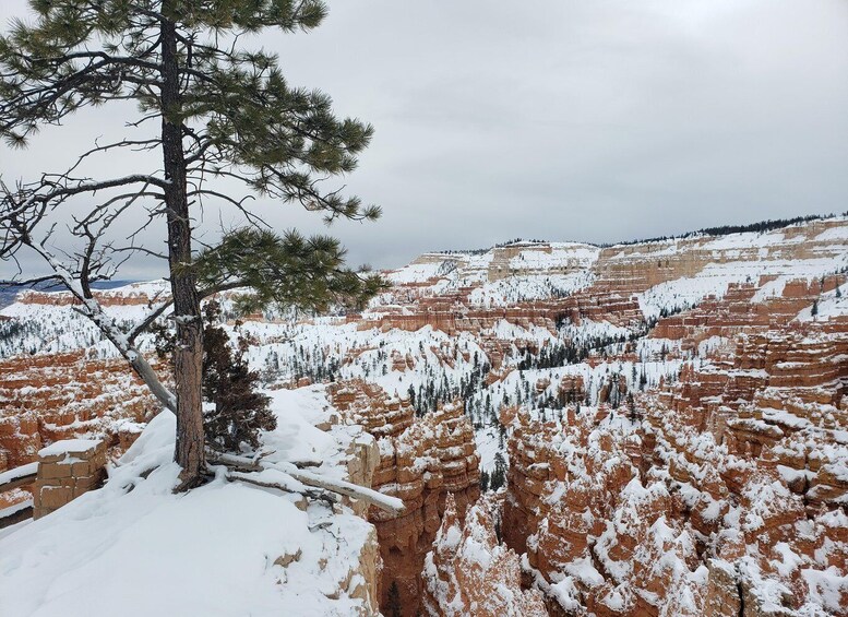 Picture 45 for Activity Small Group Tour Zion & Bryce Canyon National from Las Vegas