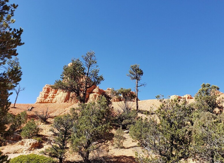 Picture 10 for Activity Small Group Tour Zion & Bryce Canyon National from Las Vegas