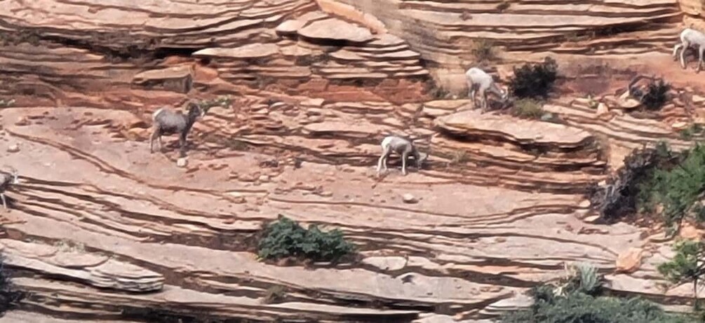 Picture 61 for Activity Small Group Tour Zion & Bryce Canyon National from Las Vegas