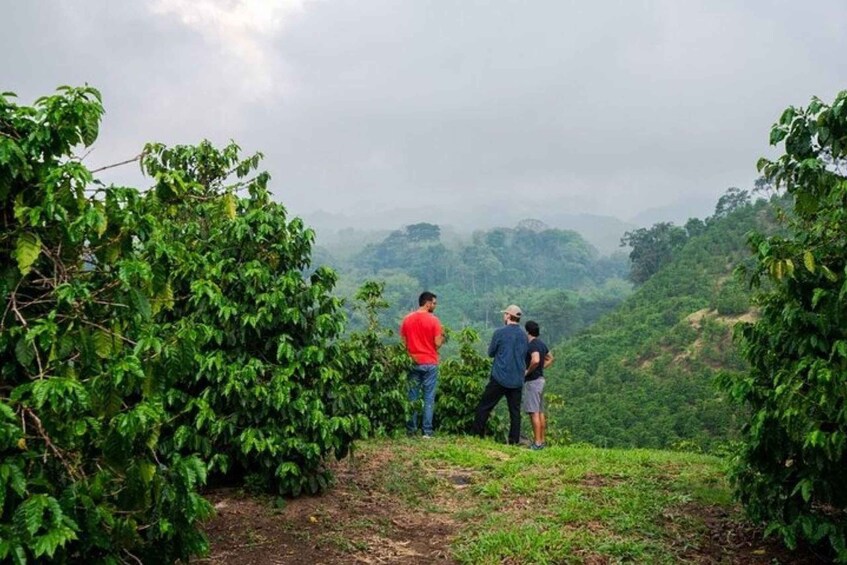 Picture 6 for Activity DAY TOUR TO FAIRVIEW COFFEE FARM