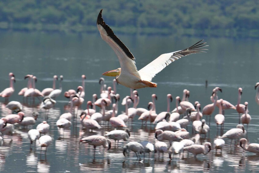 Picture 6 for Activity From Nairobi: Lake Nakuru National Park Day Trip