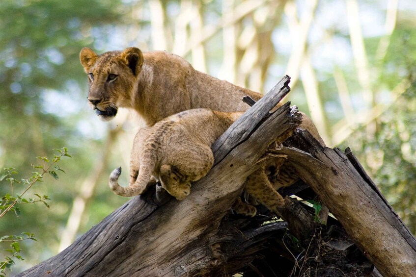 Picture 5 for Activity From Nairobi: Lake Nakuru National Park Day Trip