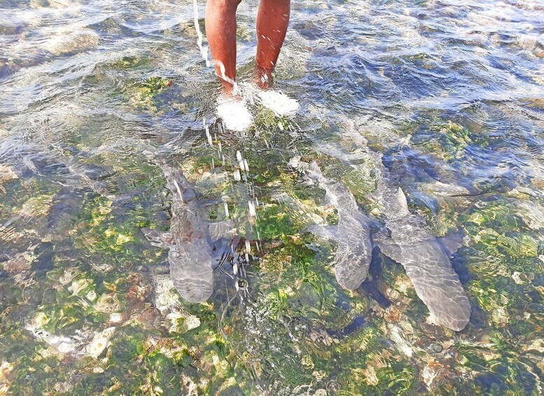 Picture 4 for Activity From Santa Maria: Natural Pools & Shark Bay Private Day Trip