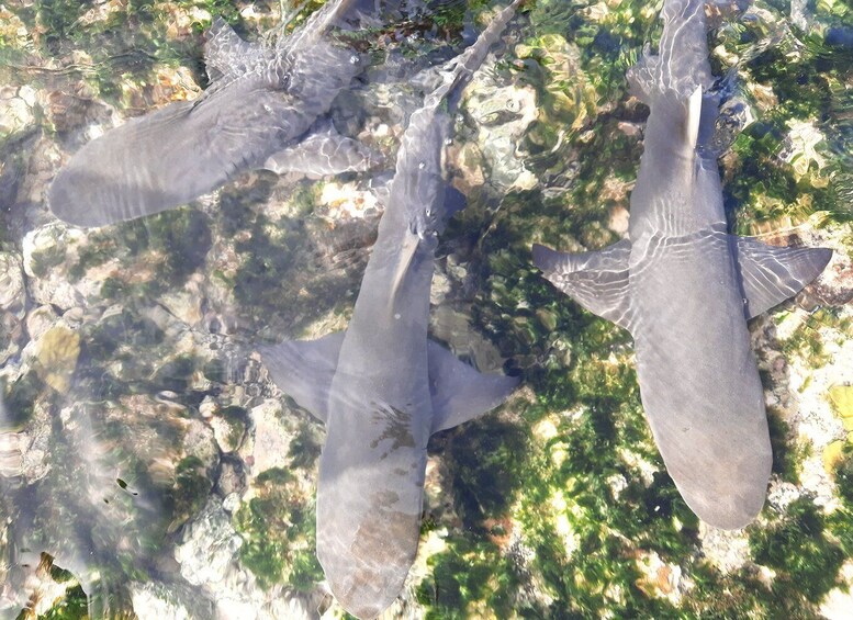 Picture 3 for Activity From Santa Maria: Natural Pools & Shark Bay Private Day Trip