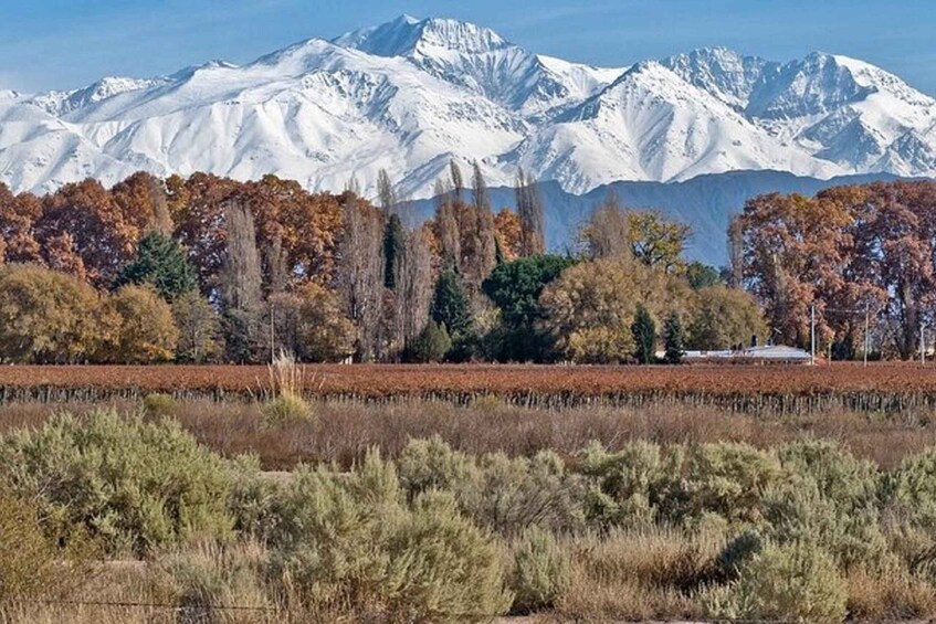 Picture 4 for Activity Daytour to Mendoza Wineries