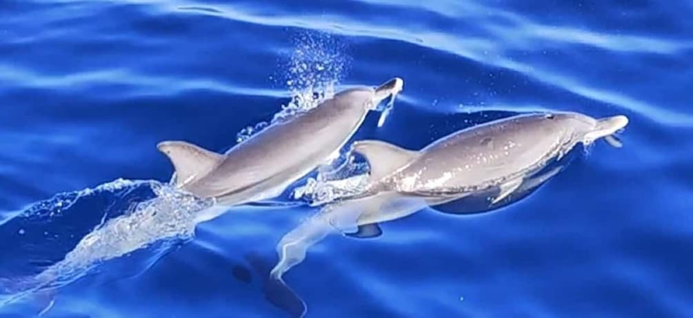 Picture 2 for Activity Puerto de Mogán : 3 hours Dolphin & Whale Watching tour