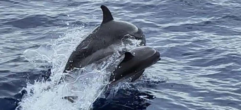 Picture 4 for Activity Puerto de Mogán : 3 hours Dolphin & Whale Watching tour