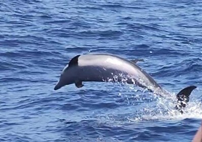 Puerto de Mogán : 3 hours Dolphin & Whale Watching tour