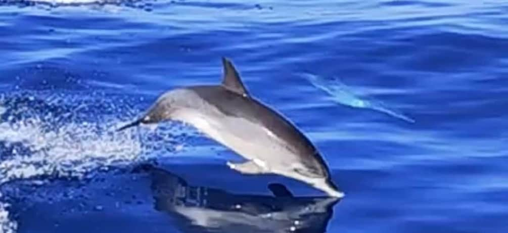 Picture 3 for Activity Puerto de Mogán : 3 hours Dolphin & Whale Watching tour