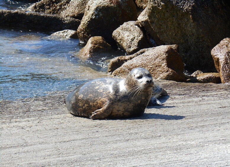 Picture 4 for Activity Monterey Peninsula Sightseeing Tour including 17 Mile Drive