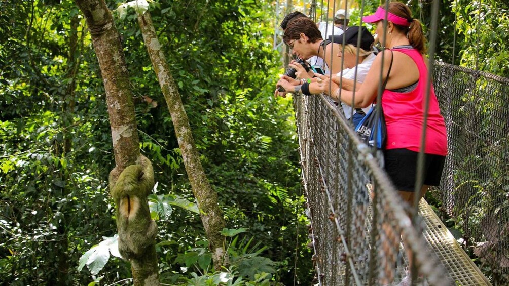 Picture 9 for Activity La Fortuna: Hanging Bridges, Arenal Volcano, and Falls Tour