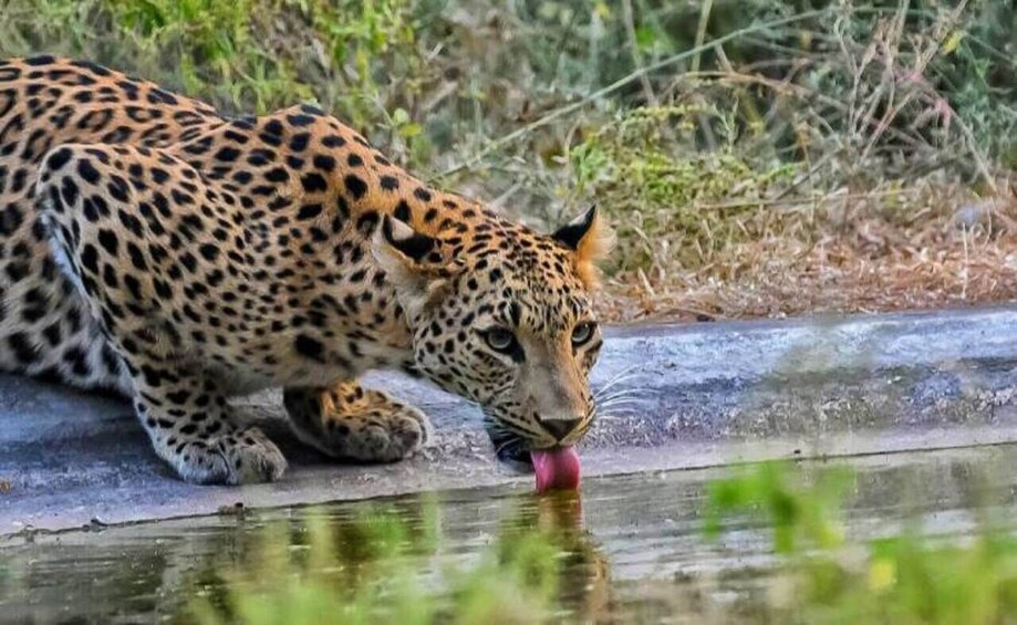 Picture 2 for Activity Skip The Line : Nahargarh Biological Park Tour, Jaipur