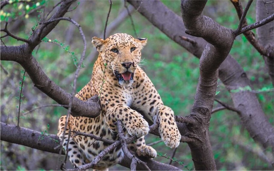 Picture 4 for Activity Skip The Line : Nahargarh Biological Park Tour, Jaipur