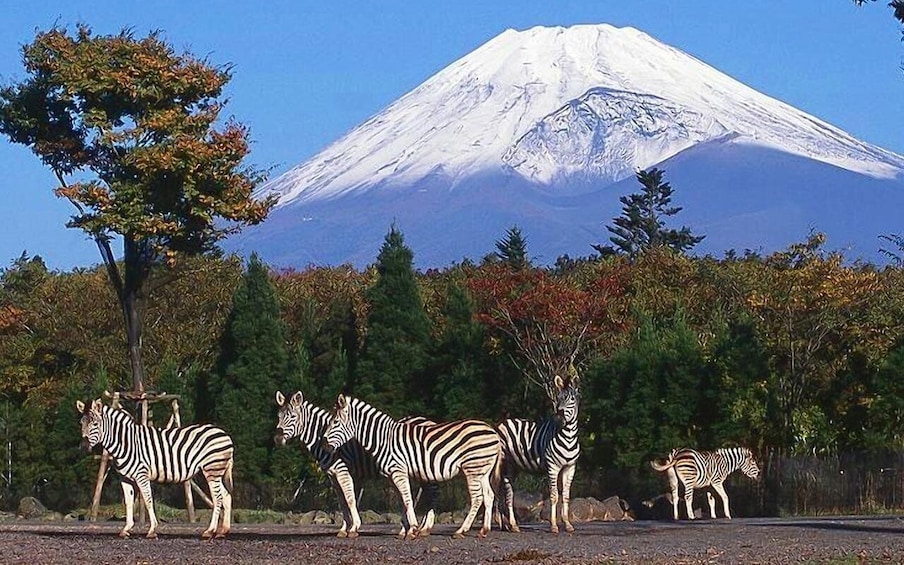 Picture 3 for Activity Mt Fuji : Highlight tour and unforgettable experience