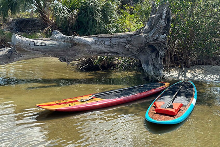 Picture 9 for Activity Merritt Island: Manatee Watching Paddle or Kayak Tour