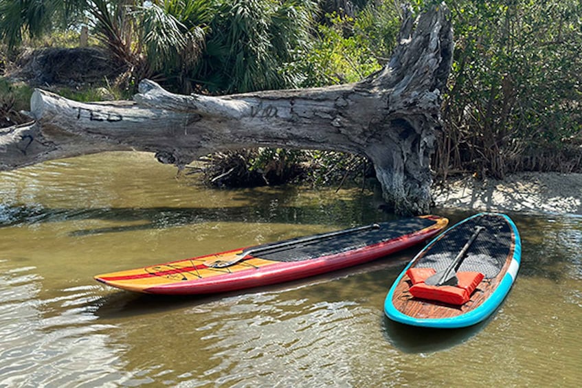 Picture 9 for Activity Merritt Island: Manatee Watching Paddle or Kayak Tour