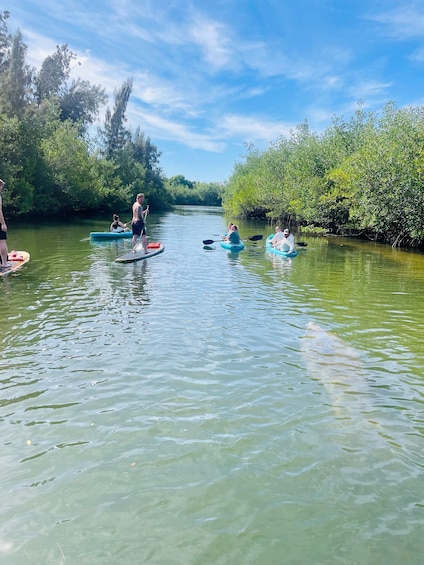 Picture 12 for Activity Merritt Island: Manatee Watching Paddle or Kayak Tour