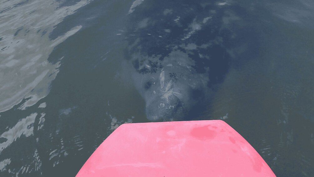 Picture 2 for Activity Merritt Island: Manatee Watching Paddle or Kayak Tour