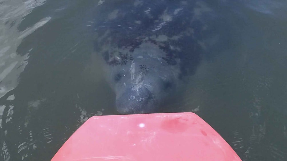 Picture 1 for Activity Merritt Island: Manatee Watching Paddle or Kayak Tour