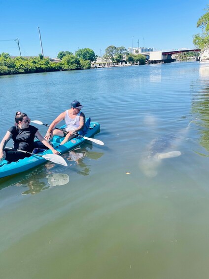 Picture 1 for Activity Merritt Island: Manatee Watching Paddle or Kayak Tour