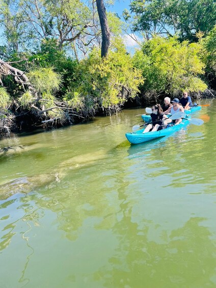 Picture 3 for Activity Merritt Island: Manatee Watching Paddle or Kayak Tour