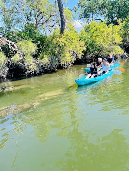 Picture 3 for Activity Merritt Island: Manatee Watching Paddle or Kayak Tour