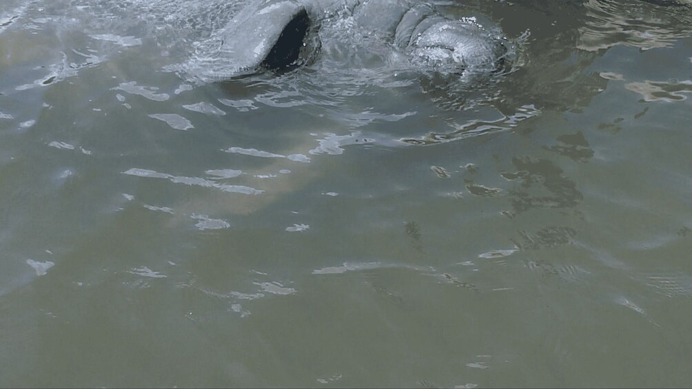 Picture 5 for Activity Merritt Island: Manatee Watching Paddle or Kayak Tour