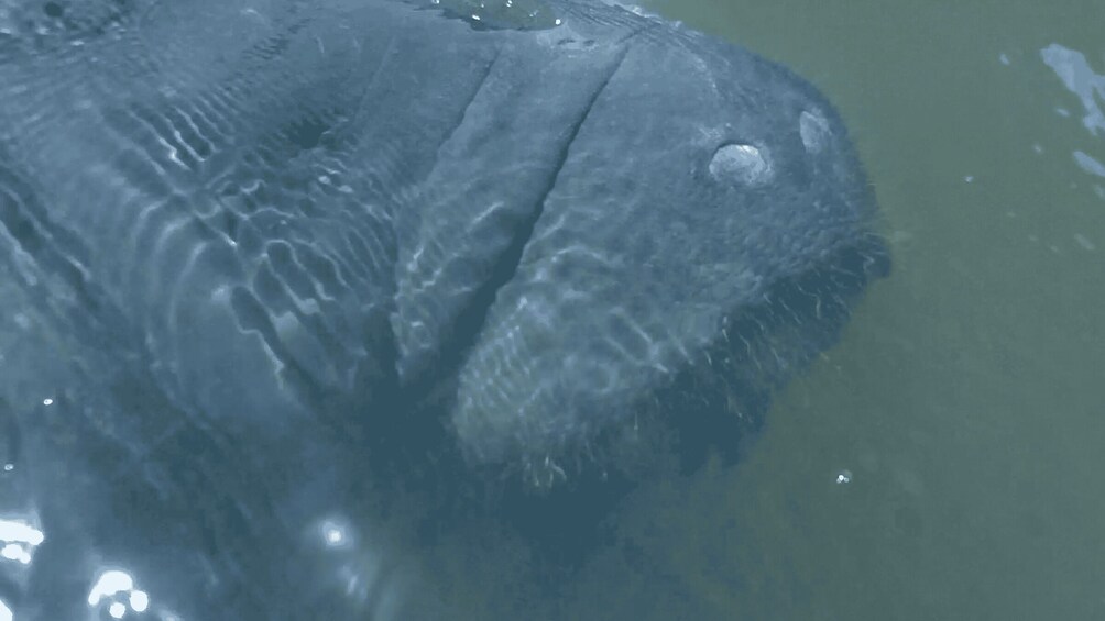 Picture 8 for Activity Merritt Island: Manatee Watching Paddle or Kayak Tour