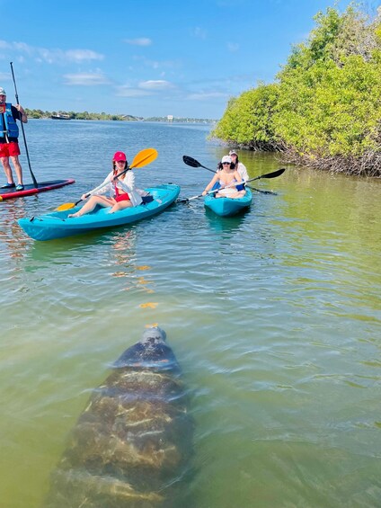 Picture 7 for Activity Merritt Island: Manatee Watching Paddle or Kayak Tour