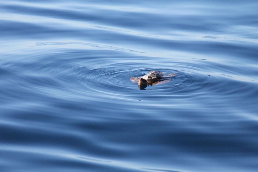 Picture 11 for Activity Puerto Colon : Whale & Dolphins Sailing Excursion