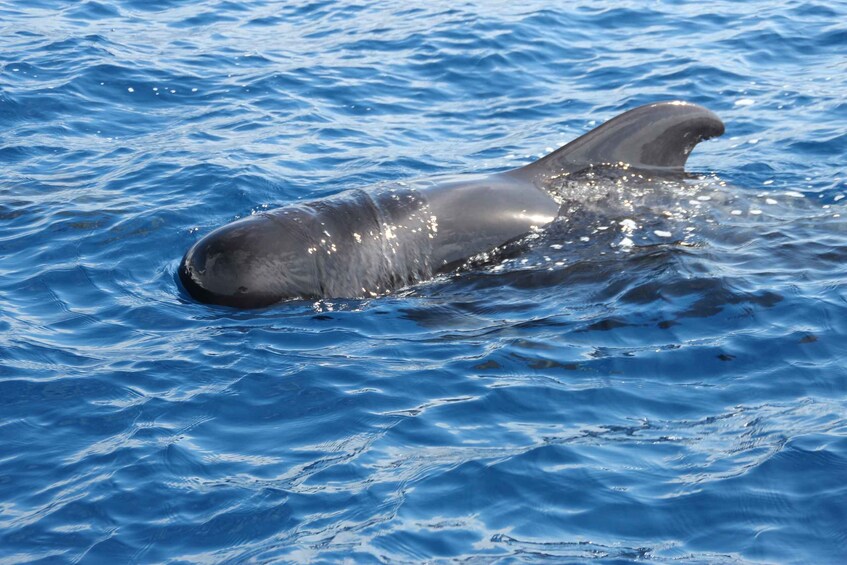 Picture 6 for Activity Puerto Colon : Whale & Dolphins Sailing Excursion