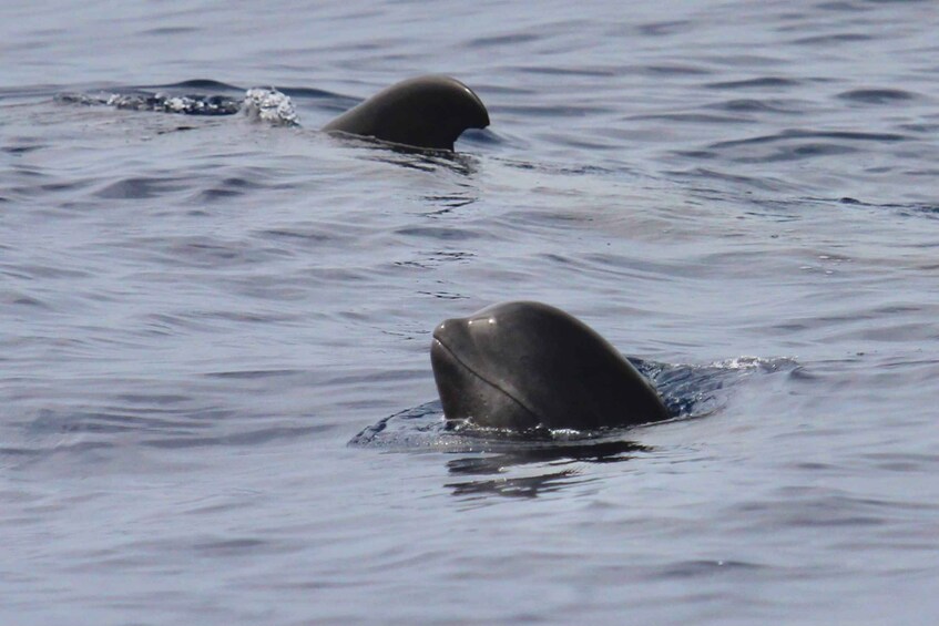 Picture 7 for Activity Puerto Colon : Whale & Dolphins Sailing Excursion